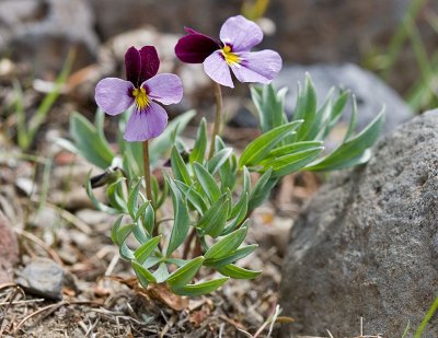 Viola trinervata  Three-nerved violet