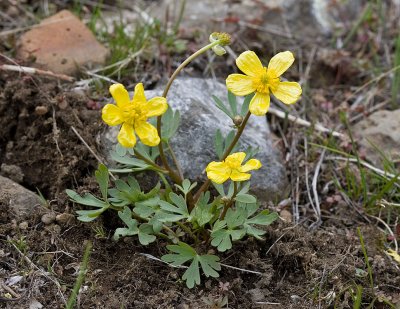 Ranunculus glaberrimus  Sagebrush buttercup