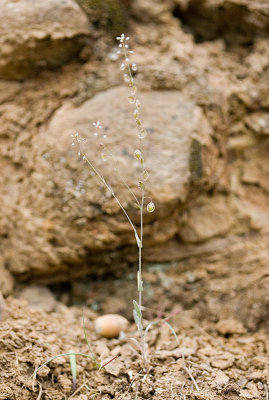 Thysanocarpus curvipes  Lacepod (in flower)