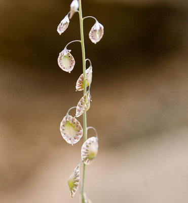 Thysanocarpus curvipes  Lacepod