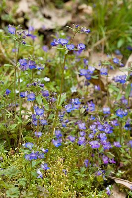 Collinsia grandiflora Large-flowered blue-eyed Mary