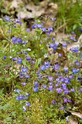 Collinsia grandiflora  Large-flowered blue-eyed Mary