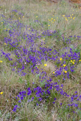 Viola adunca  Early blue violet