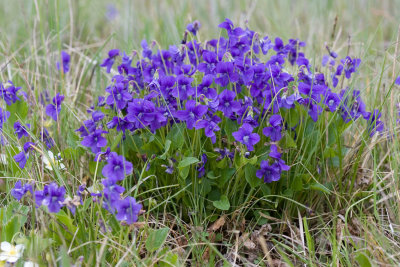 Viola adunca Early blue violet