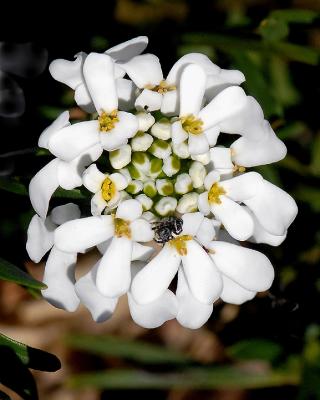 SPIDER ON FLOWER.1.jpg