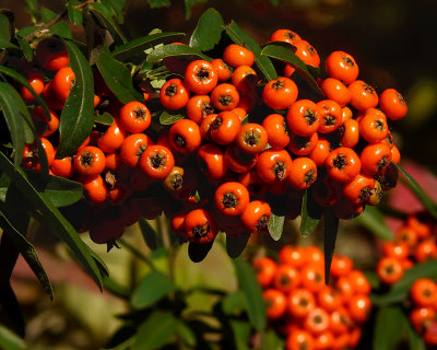 ORANGE BERRIES