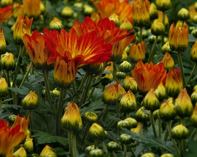 FLOWERS AT THE VAN WINGERDEN OPEN HOUSE (2)