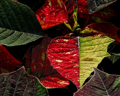 MULTI-COLORED POINSETTIAS AT THE VAN WINGERDEN OPEN HOUSE (16)