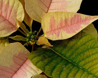 POINSETTIA  AT THE VAN WINGERDEN OPEN HOUSE (23)