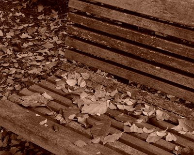 LEAVES ON A BENCH - SEPIA