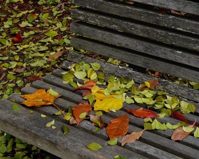 LEAVES ON A BENCH - COLOR