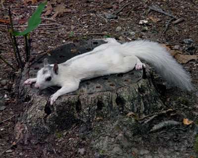 WHITE SQUIRREL - AFTER A PARTY?