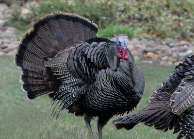 TOM TURKEY AND HIS LADY FRIENDS LIKE TO HANG OUT IN OUR FRONT YARD