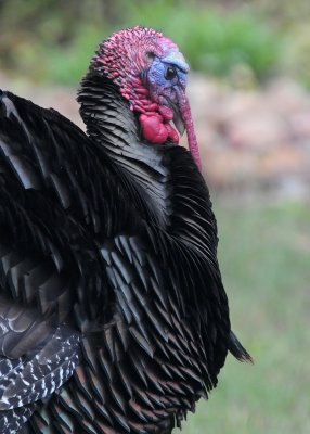 TOM TURKEY VISITS OUR FRONT YARD