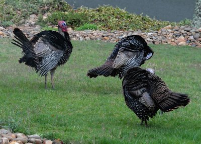 TOM TURKEY WATCHES TWO OF HIS LADIES PREEN THEIR FEATHERS