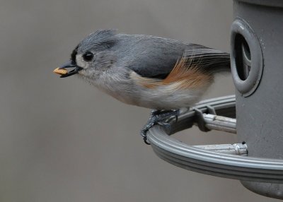 TUFTED TITMOUSE - ISO 1600
