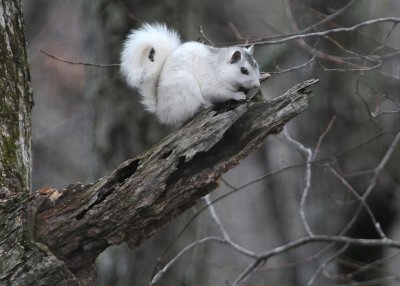 BABY WHITE SQUIRREL - ISO 800