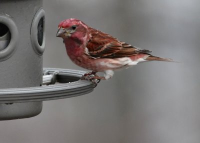 HOUSE FINCH - ISO 1600