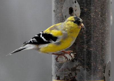 TURNING YELLOW - ISO 1600