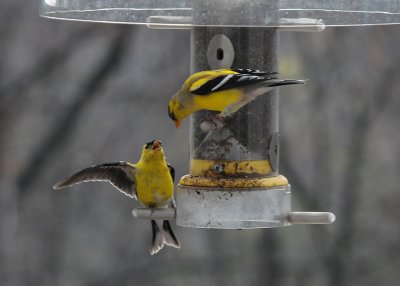 ANGRY GOLDFINCHES - ISO 1600
