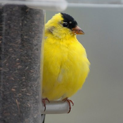 A COLD AND PUFFED UP MALE GOLDFINCH
