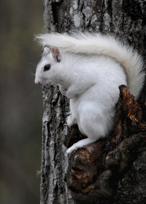 WHITE SQUIRREL - ISO 1600