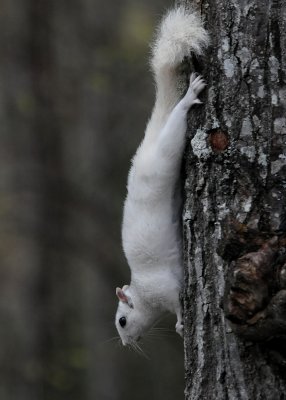 WHITE SQUIRREL - ISO 1600