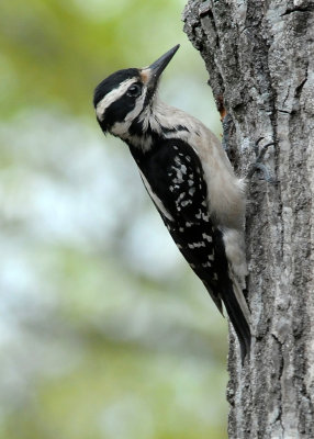 DOWNY WOODPECKER - ISO 1600