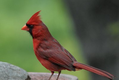 CARDINAL - ISO 1600