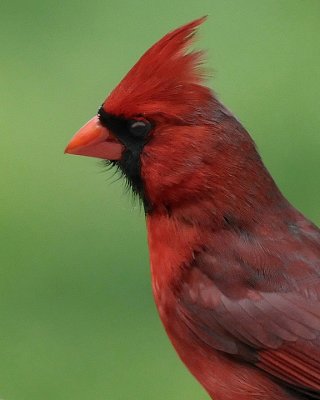 CARDINAL - ISO 1600