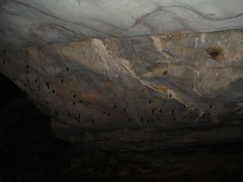bats