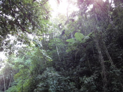 tijuca rainforest
