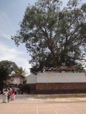 a Bodhi tree