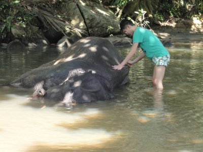 washing elephant