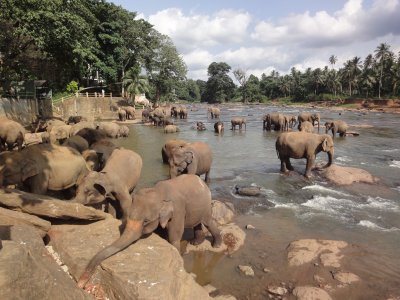 more elephants