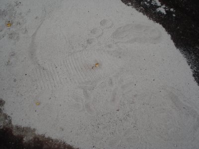 mysterious footprints