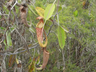 pitcher plants