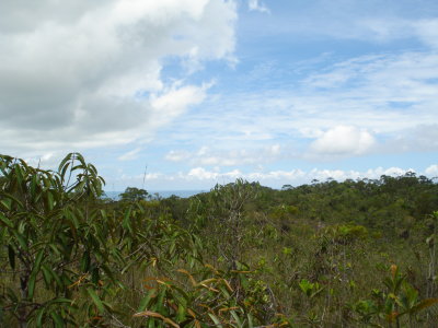 jungle n sea 1