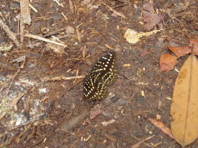 butterfly...