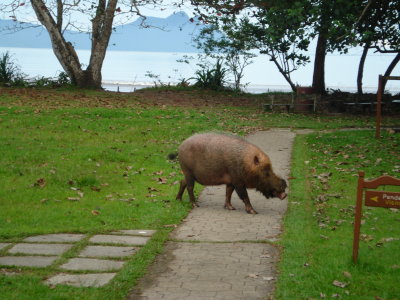 a random pig like creature 1