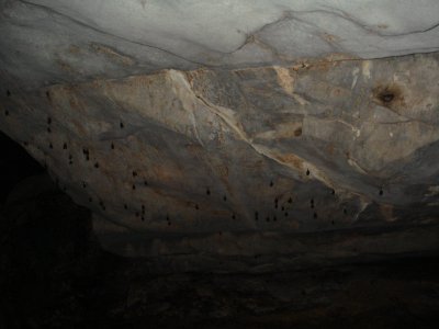 bats