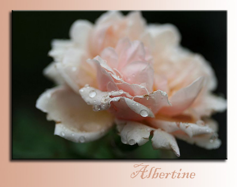 Albertine.