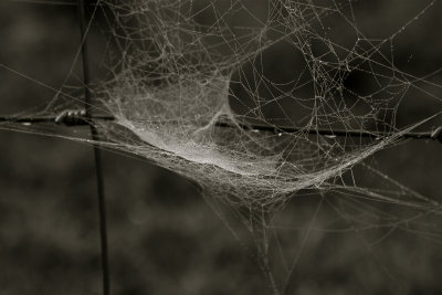 dew on web