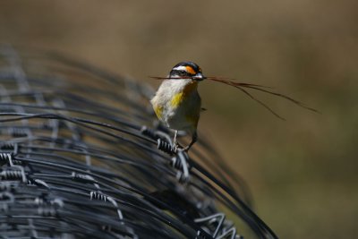 Pardalote