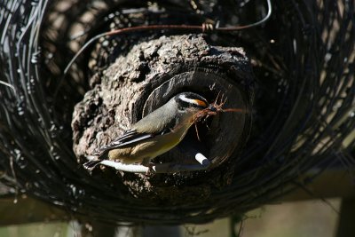 pardalote  hollow log