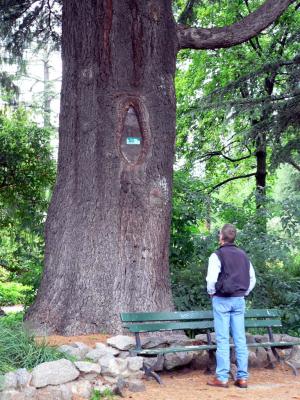 g3/42/347642/3/53591406.115yearoldTree.jpg