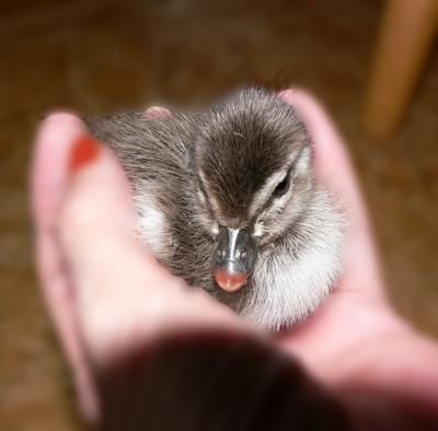 g3/42/347642/3/54252532.PuddleDuck1.jpg
