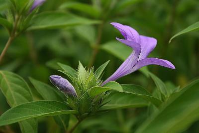 g3/42/347642/3/57726267.Autpurp.jpg
