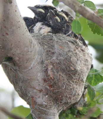 Willy Wagtail ~ Rhipidura leucophrys~passerine