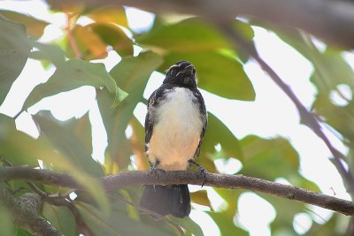 Willy Wagtail ~ baby leaves the nest !!